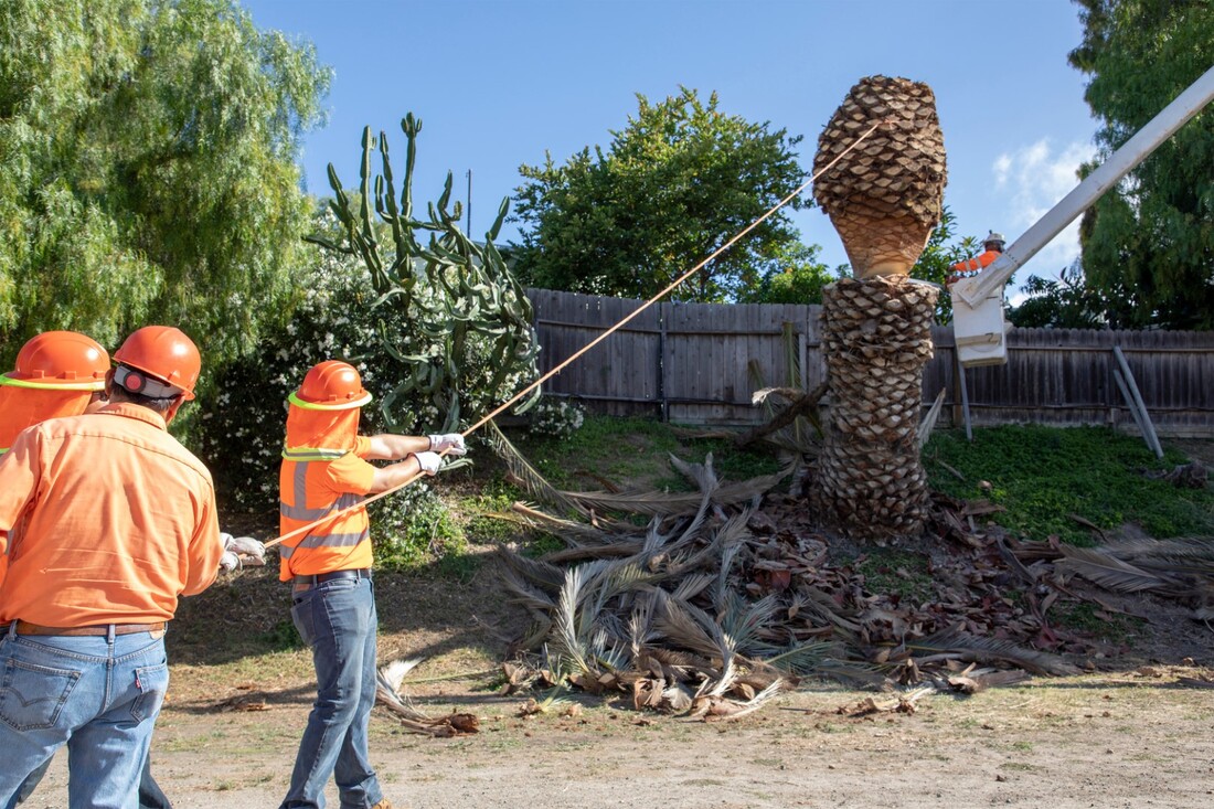 An image of Tree Removal in Cheyenne, WY